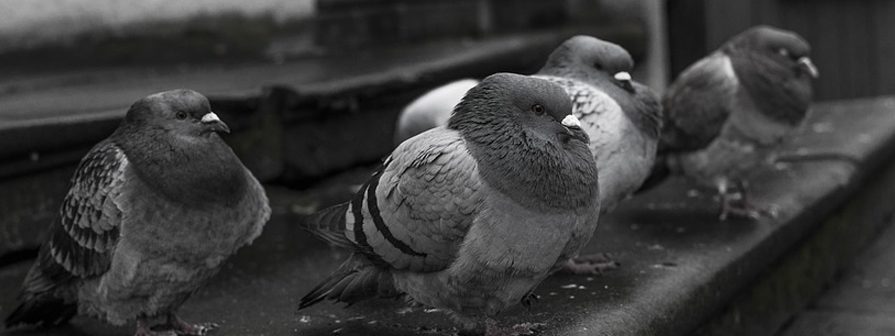 Excremento de palomas