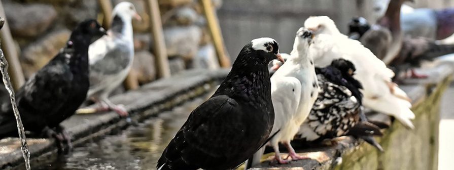 Control de palomas en Madrid y Toledo