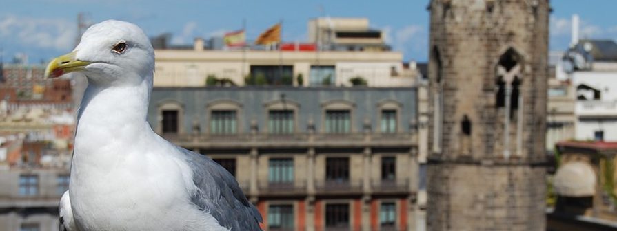 Control de aves en Madrid